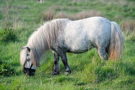 Small white pony grazing on grass downlandの写真素材