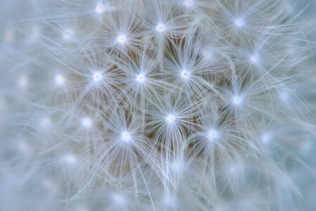 Dandelion seedhead in a meadow of grassの写真素材