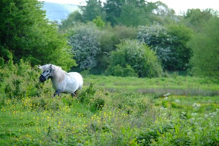 Small white pony in a meadow at sunsetの写真素材