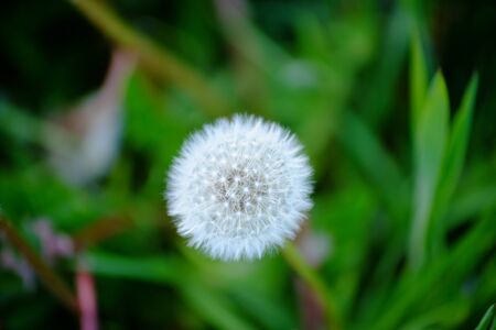 Dandelion seedhead in a meadow of grassの写真素材