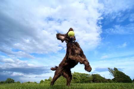 Brown dog jumping for a tennis ball in a fieldの写真素材