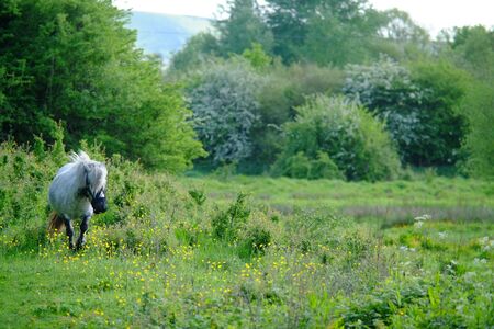 Small white pony in a meadow at sunsetの写真素材