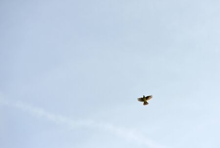 Skylark in flight singing in summer skyの写真素材