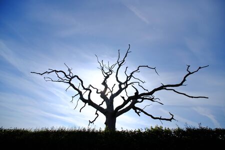 Silhouette of a dead oak treee on a sunny dayの写真素材