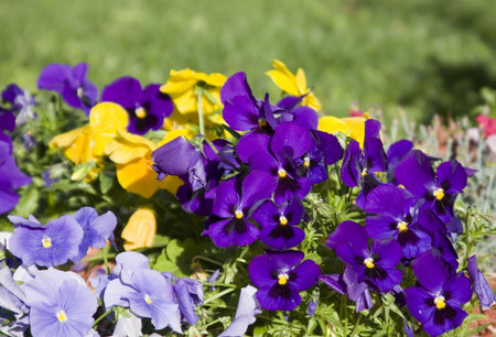 purple flowers
