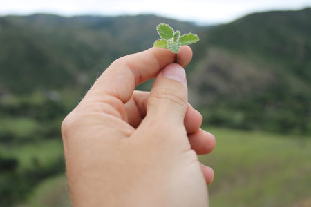 holding a flower by handの写真素材