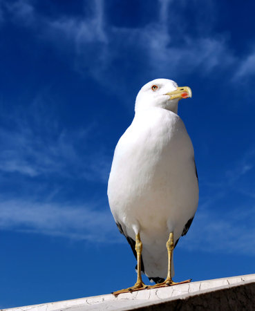 This is one of the seagulls that can be found by going to visit the Altar of the Fatherland in Roma....