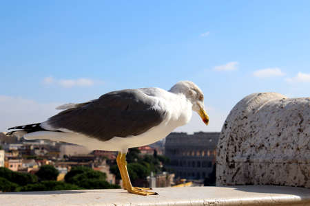 seagullsの写真素材