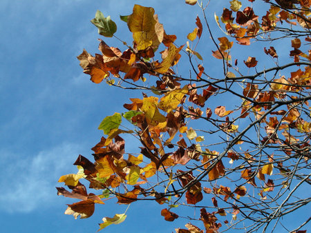 Yellow, brown, green autumn leaves against blue sky