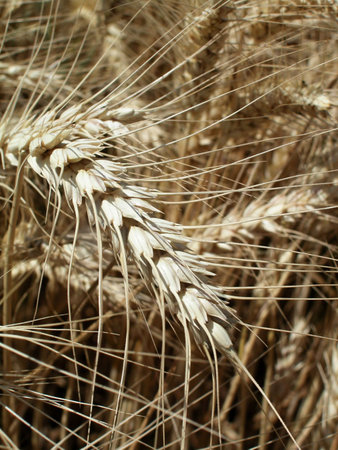 Wheat ear closeup