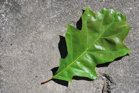 Single autumn leaf on the ground, free copy space