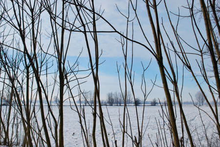 Snowy winter landscape with trees and blue sky, Po valley, Italyの写真素材