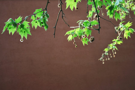 Spring green leaves on brown background, free copy spaceの写真素材
