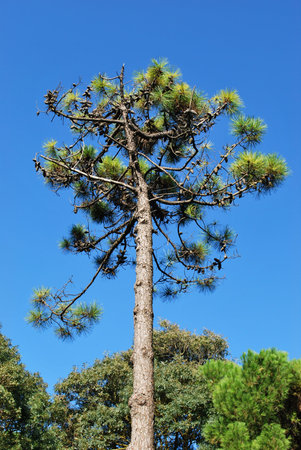Maritime pine tree detail on blue sky in summerの写真素材