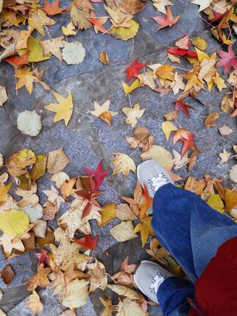 Woman walking through yellow and red autumn leavesの写真素材