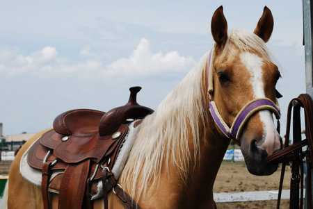 Haflinger light brown horse outdoor in natural lightの写真素材