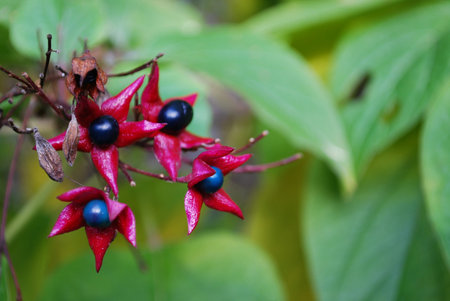 Autumn wild berries detail and green foliageの写真素材