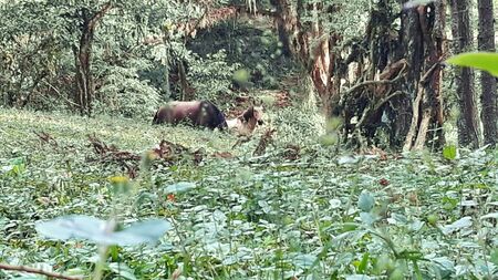 Horses in the forest walking in the late afternoonの写真素材