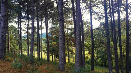 Pine forest in autumnの写真素材