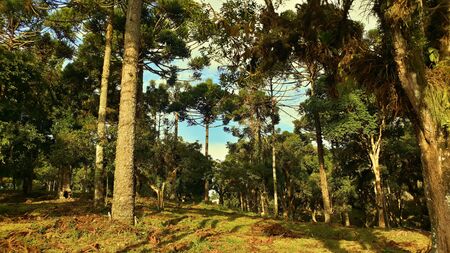 Green forest in autumn afternoonの写真素材