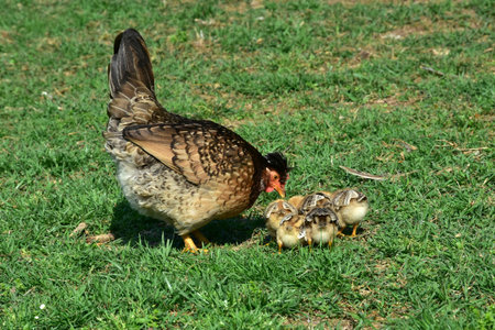 Hen with chicks scratching about in a open fieldの写真素材