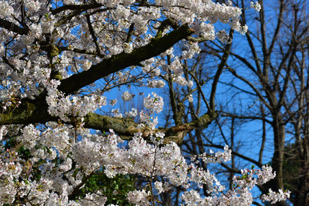 Japanese cherry tree blossom with blue sky in spring