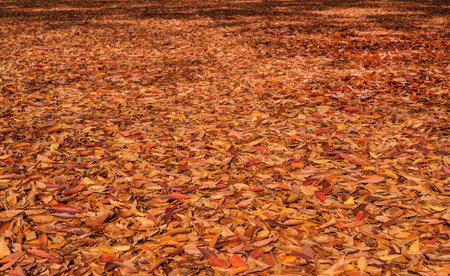 Autumn yellow, brown and red leaves bedの写真素材