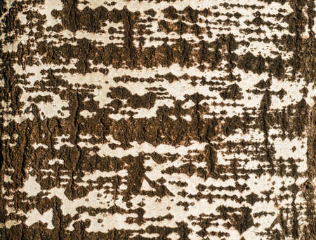 Tree bark with white spots as abckgroundの写真素材