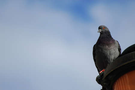 Venetian pigeon at the top of street lamp (with copy space)の写真素材