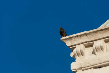 Venetian pigeon at the top of an ancient building and blue sky (with copy space)の写真素材