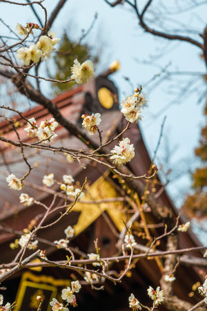 Tokyo, Japan, February 14, 2019: Spring arrives in Japan. Atago Shrine Shogun Tree Plum blossom blooming marks the end of winter and the beginning of spring in Tokyoのeditorial素材