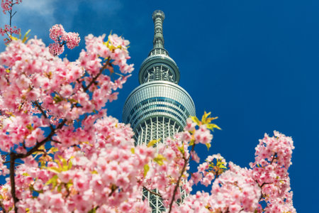 Tokyo, Japan, March 13, 2019: Spring in Tokyo. The famous Tokyo Skytree towering above cherry pink blossomsのeditorial素材