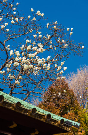 Tokyo, Japan, March 12, 2019: Spring arrives in Japan. Magnolia blossom in Tokyoのeditorial素材