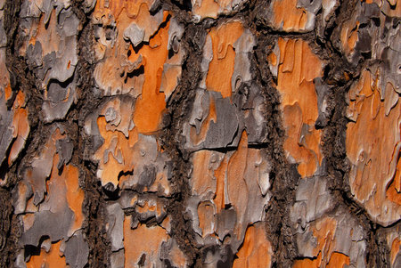 Detail of Maritime Pine bark with rough surface as background
