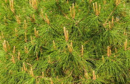 Green pine needles as background