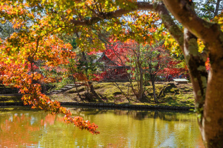 Autumn view of Kagami Ike (Mirror Pond) with Itsukushima Shrine among maple red leaves in Nara Parkのeditorial素材