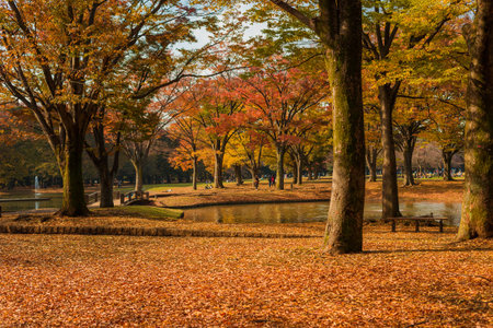 Autumn and foliage in Yoyogi Parkのeditorial素材