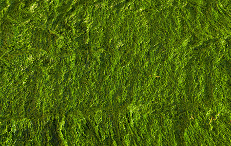 Wet green seaweed as background