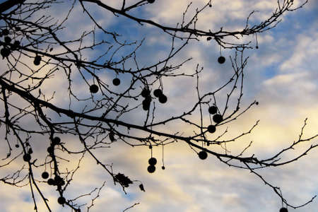 Bare branches platanus tree silhouette with winter sunset clouds as backgroundの写真素材