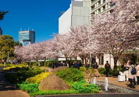 Hanami in Tokyo. People enjoy sakura (Japanese cherry tree) flowers walking along Midtown Garden Park in Roppongi Districtのeditorial素材