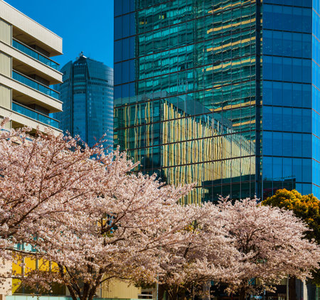 Spring in Tokyo between modernity and tradition. Blooming cherry pink flowers in front of Roppongi...