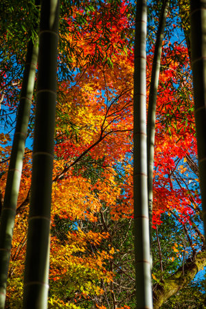 Autumn and foliage in Japan. Red and yellow maple leaves seen through bamboos
