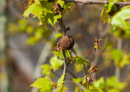 Platanus, sycamore or planetree dry fruit with achenes
