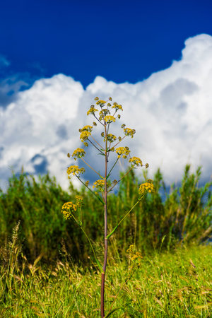 Yellow spring flowers in a meadow