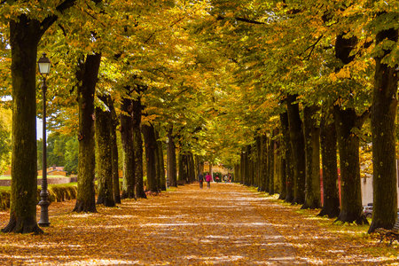 Autumn in Lucca. View of ancient walls public park with autumnal leavesの写真素材