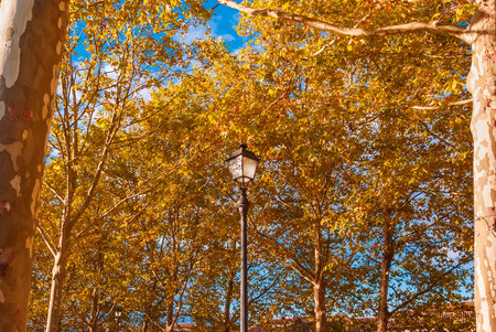 Autumn arrives in the park and leaves turn from green to brown and yellow