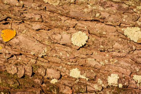 Natural background. Lichens on a tree trunk barkの写真素材