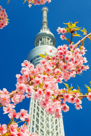 TOKYO, JAPAN - FEBRUARY 13, 2019: Spring in Japan. Sakura cherry pink blossoms before the famous Tokyo Skytreeのeditorial素材