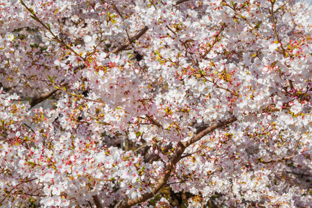 Spring in Japan. Sakura, the famous cherry blossom as backgroundの写真素材