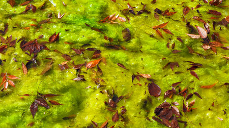 Red autumnal leaves on a bed of green algae as background